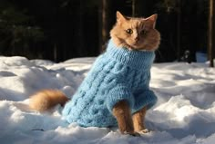 an orange cat wearing a blue sweater in the snow