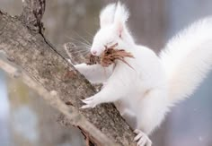 a white squirrel on a tree branch with it's head stuck in its mouth