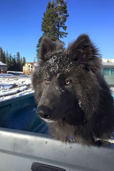 a black dog sitting in the back of a pickup truck covered in snow and ice