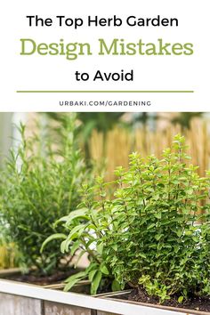 the top herb garden design mistakes to avoid