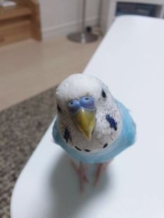 a blue and white bird sitting on top of a table