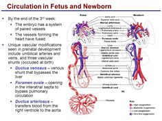 Embryology Of The Heart, Midwifery Notes, Nursing Terminology, Fetal Circulation, Obstetrics Nursing, Nursing Cheat Sheet, Certified Nurse Midwife