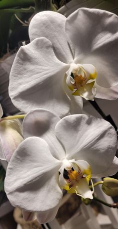 two white orchids with yellow centers are in the foreground, while another one is in the background