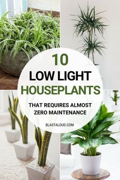 several houseplants that require most zero maintenance