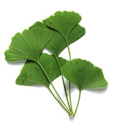 three green leaves with drops of water on them are laying next to each other in front of a white background