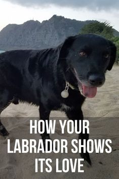 a black dog standing on top of a sandy beach next to the ocean with text overlay reading how your labrador shows its love