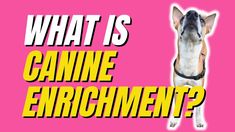 a dog is standing in front of a pink background with the words what is canine enrichment?