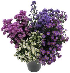 purple and white flowers are in a gray vase on a white background, as well as pink and white daisies