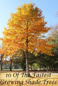 an autumn tree with the words 10 of the fastest growing shade trees