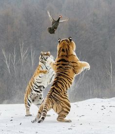 Siberian Tiger, Image Chat, Cute Tigers, Big Animals, Majestic Animals, Large Cats, Wildlife Animals