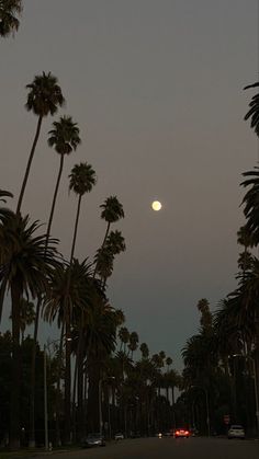 palm trees line the street in front of a full moon