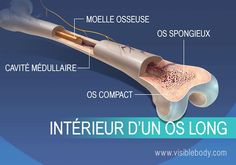 Vue de la moelle osseuse, de la cavité médullaire, de l'os spongieux et de l'os compact Bone Drawing, Parenting Knowledge, Biology Lessons