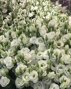 a bunch of white flowers sitting on top of each other