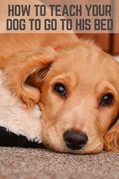 a brown dog laying on top of a bed next to a wooden dresser with the words how to teach your dog to go to his bed