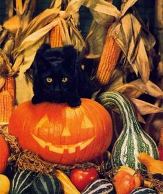 a black cat sitting on top of a pumpkin surrounded by corn and other autumn vegetables