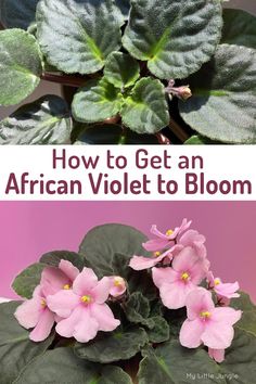 how to get an african violett to bloom in the spring and summertime?