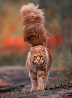 an orange cat walking down a dirt road with long hair on it's back