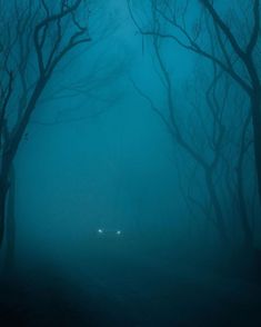 a car driving through a foggy forest on a road with trees in the foreground