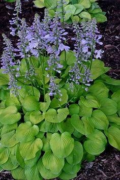 purple flowers and green leaves growing in the ground next to some dirt on the ground