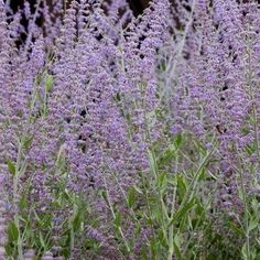 purple flowers are blooming in the garden