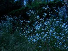 blue flowers growing on the side of a building in front of a brick wall at night