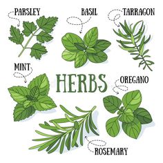 herbs and their names on a white background