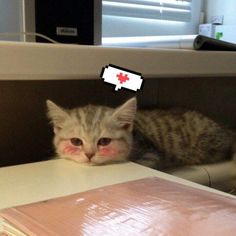 a small kitten laying on top of a table