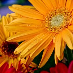 yellow and red flowers with water droplets on them