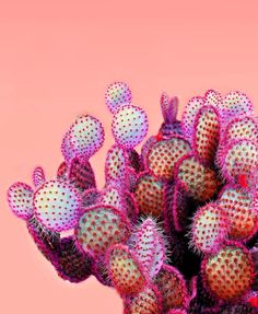 a bunch of small cactus plants on a pink background