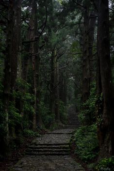 a stone path in the middle of a forest