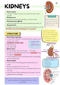 an image of kidneys and their functions