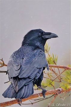 a black bird sitting on top of a tree branch