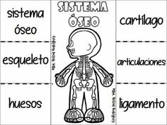 an image of a skeleton with words in spanish