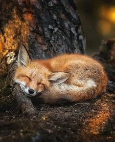 a red fox sleeping on the ground in front of a tree with its eyes closed