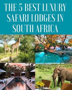 the 5 best luxury safari lodges in south africa cover image with elephants and giraffes