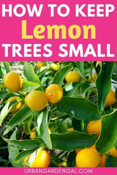 Container Lemon Tree, How To Prune A Lemon Tree, How To Grow A Lemon Tree In A Pot, How To Grow Lemons From Seeds, Small Lemon Tree, Lemon Growing, Prune Lemon Tree, Lemon Tree Potted