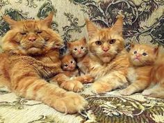 an orange cat laying on top of a couch with five kittens in it's lap