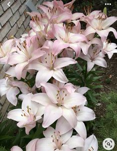 pink flowers are blooming in front of a brick wall