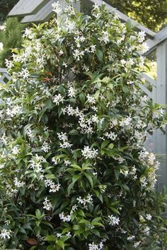 a bush with white flowers in front of a fence