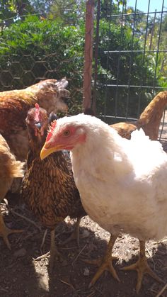 a group of chickens standing around in a pen