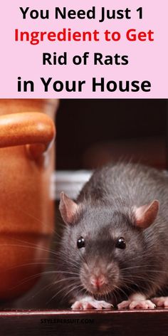 a rat sitting on top of a table next to a potted plant and the words, you need just 1 ingredient to get rid of rats in your house