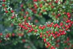 red berries are growing on the branches of a tree with green leaves in the background