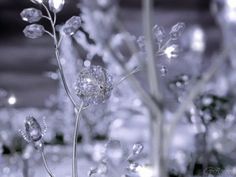 some very pretty plants with lots of water droplets on them