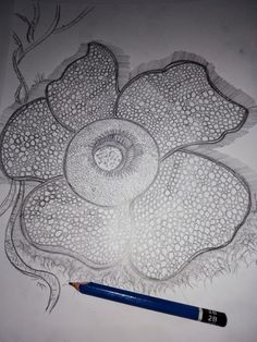 a pencil drawing of a flower on paper