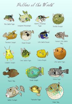 an image of different types of fish