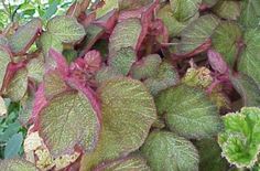 some green and purple plants in the grass