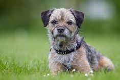 a small dog laying in the grass with its head turned to look at the camera