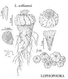 the diagram shows different types of plants