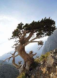 a tree that is on the side of a mountain