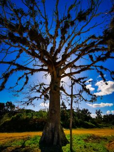 a large tree in the middle of a field with blue sky and clouds behind it